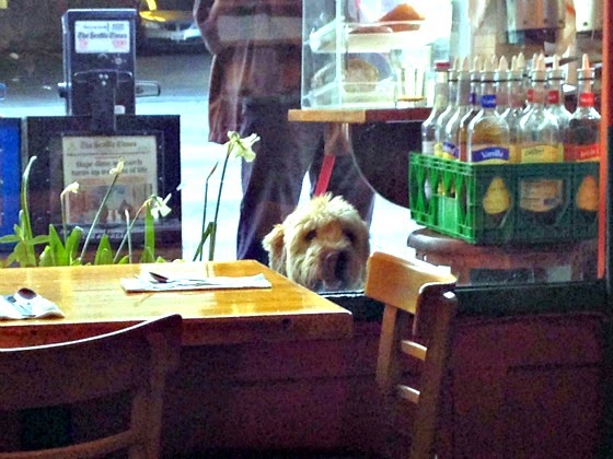 Doggie looking through the window at the 14 Carrot Cafe in Seattle.