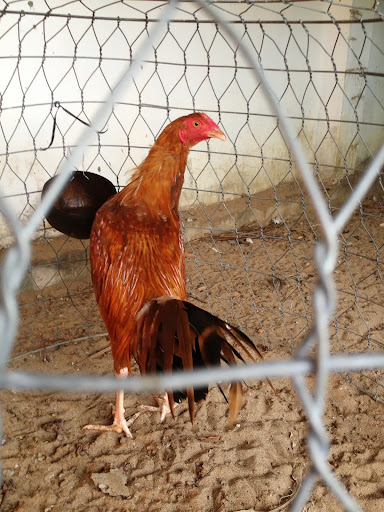 Trại   gà   peru,  mỹ   BÌNH DUONG - 14