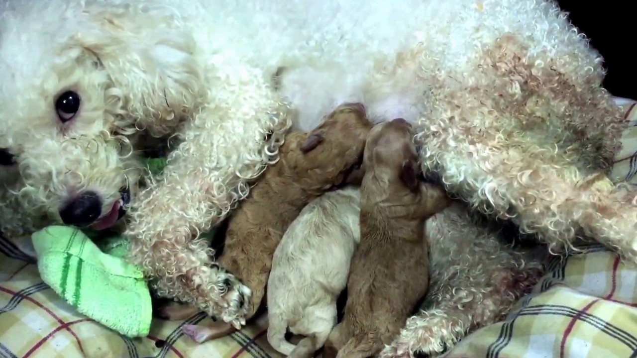 chó poodle con giá bao nhiêu