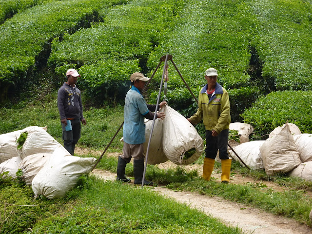 Blog de voyage-en-famille : Voyages en famille, Cameron Highlands, au pays du thé