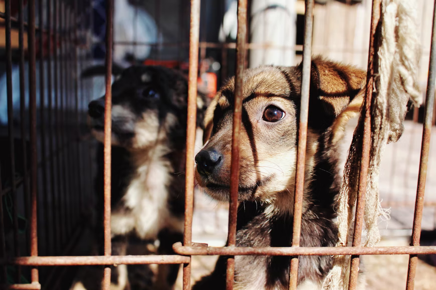 Born in Cruelty: Pet Stores and Animal Abuse