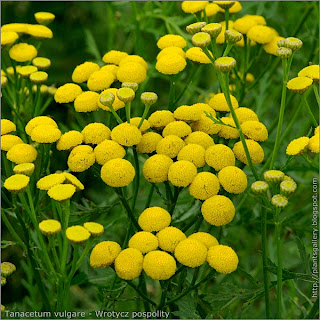 Tanacetum vulgare flowers - Wrotycz pospolity kwiaty
