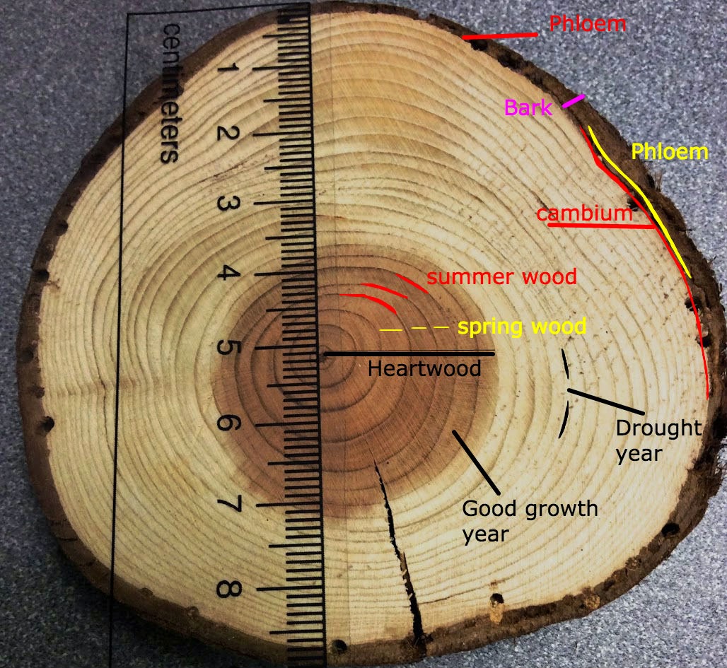 Tree Rings, Climate - STEM site D. Prasch