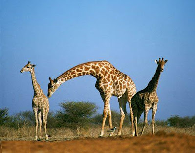 Giraffes are born with the mother standing up