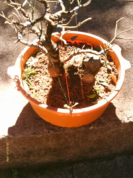Ficus Nerifolia Reforma... IMAG0238