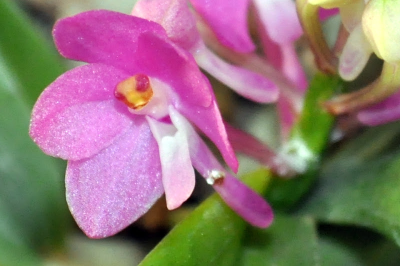  Ascocentrum ampullaceum 'Pink' CSC_0035