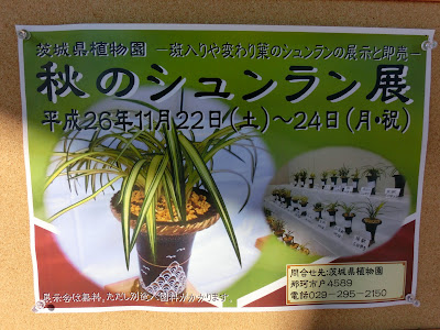 秋のシュンラン展 諦めずに信じれば結果は 茨城県植物園 フィットネス Lsd練習 水曜日 負荷 ６ ビバ つぶやき日記 Masamicchiのブログ 青い風 切って走れ あの島へ