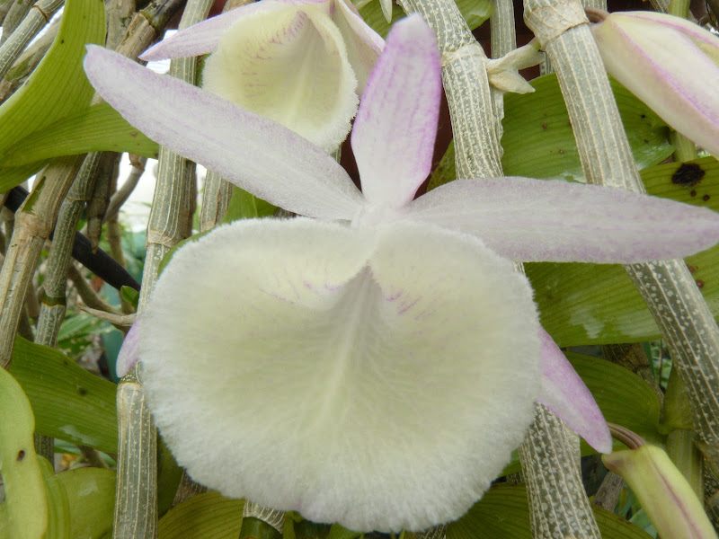 Dendrobium cretaceum (polyanthum) P1030203
