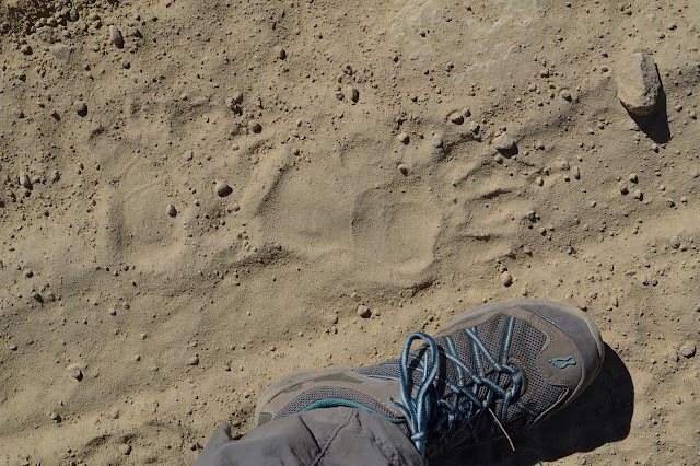 bear prints