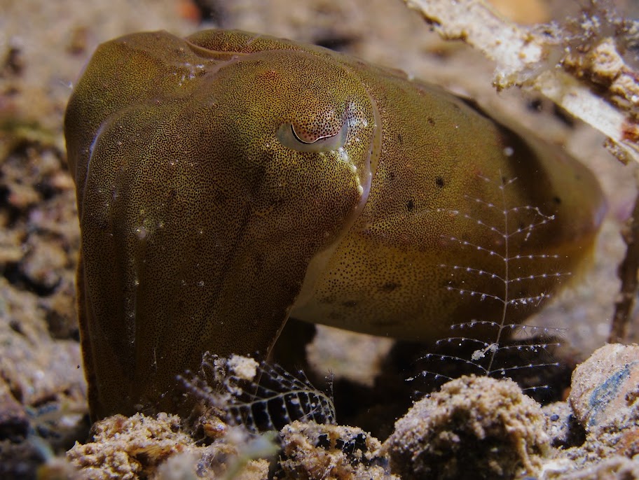 110507%252520Anilao54.JPG