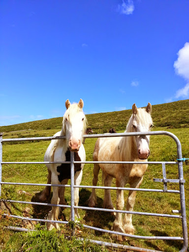 Surprise friends along the Dingle Way. From The Best of Ireland: Exploring the Dingle Peninsula