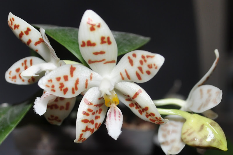 Phalaenopsis sumatrana CSC_0044