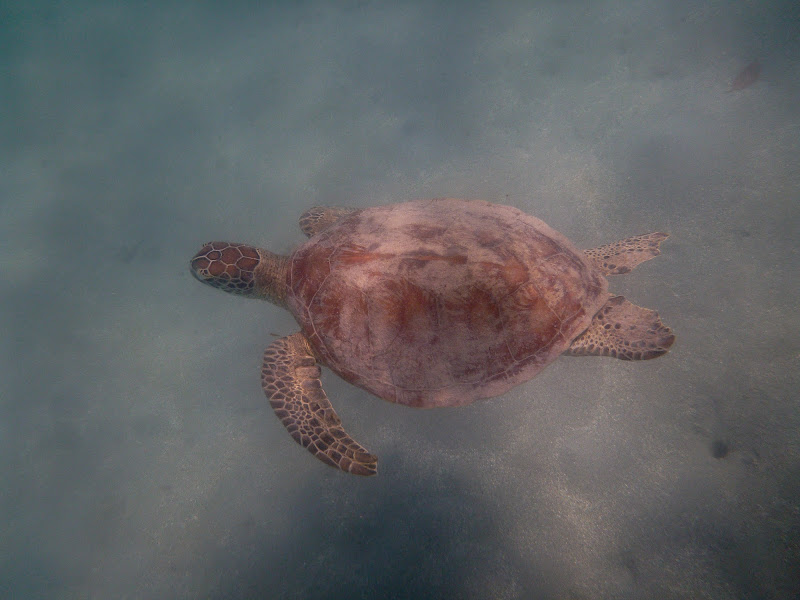 Sea turtle