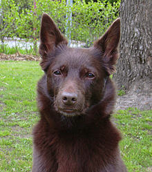 external image 220px-AustralianKelpie2.jpg