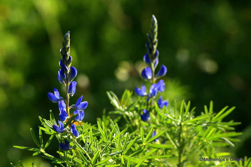 Atracção pelo azul