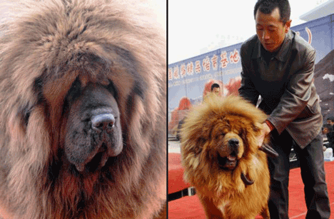 anjing paling mahal sedunia mastiff tibet