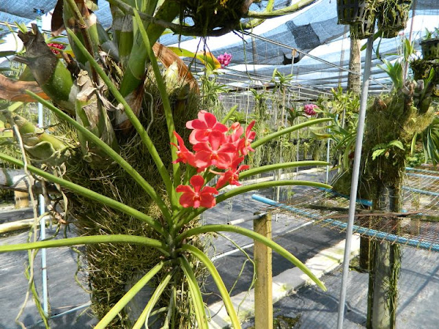 Орхидеи и прочая красота на о. Пхукет - Страница 16 DSCN0165