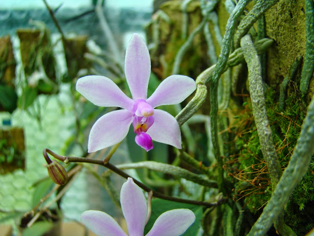 Phalaenopsis wilsonii DSC01172