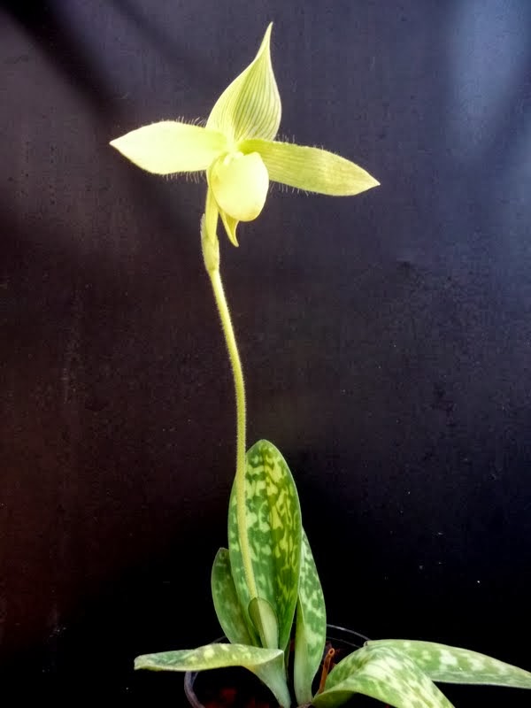 Paphiopedilum sukhakulii f. aureum P1180680