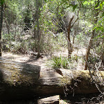 Track cut over log (105907)