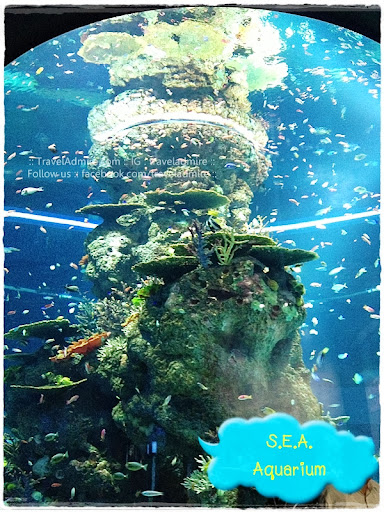 fish tank @ SEA aquarium