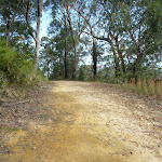 Walking along trail on south side of Berowra Heights (331733)