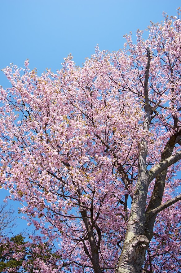 北さんご自宅の満開の桜