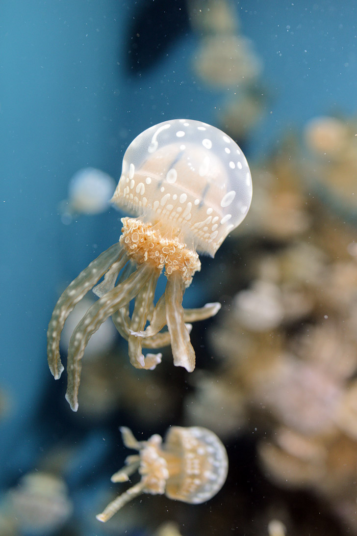 White Spotted Jellyfish (Mastigias Papua).