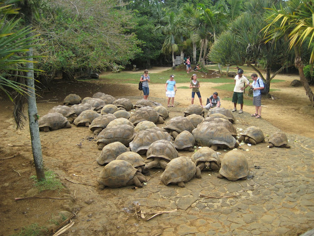 Ферма черепаха. Парк черепах Маврикий. Маврикий черепахи. Бухта черепах Маврикий. Остров черепах в маврике.