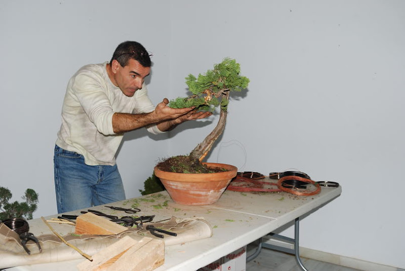 XI Exposición Invernal de bonsai de la A.S.B. Chokkan 141%252520XI%252520Exp.Inv.%252520ASBC%25252020111202%252520089