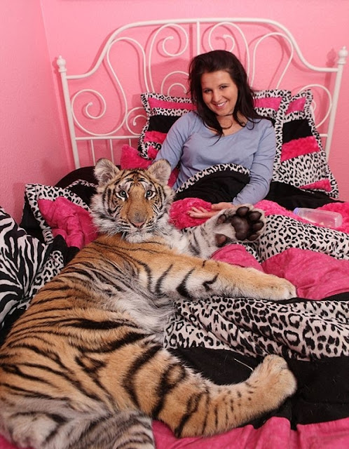 Felicia-Frisco-tidur-dengan-harimau