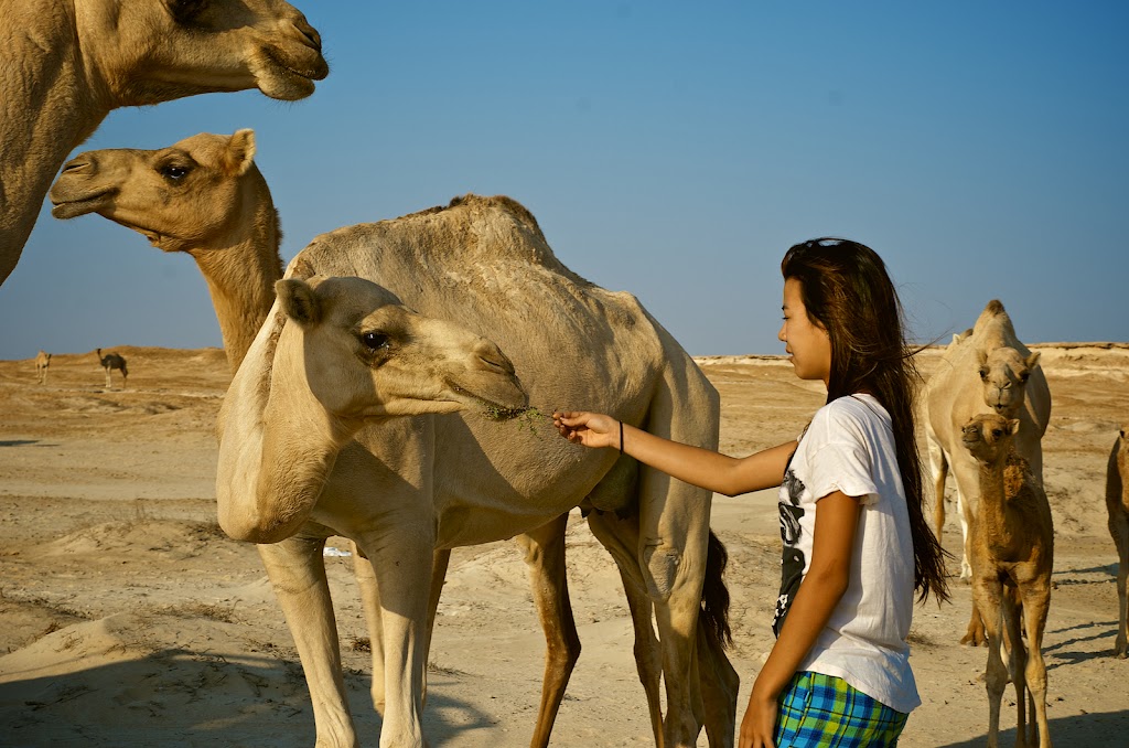 camels