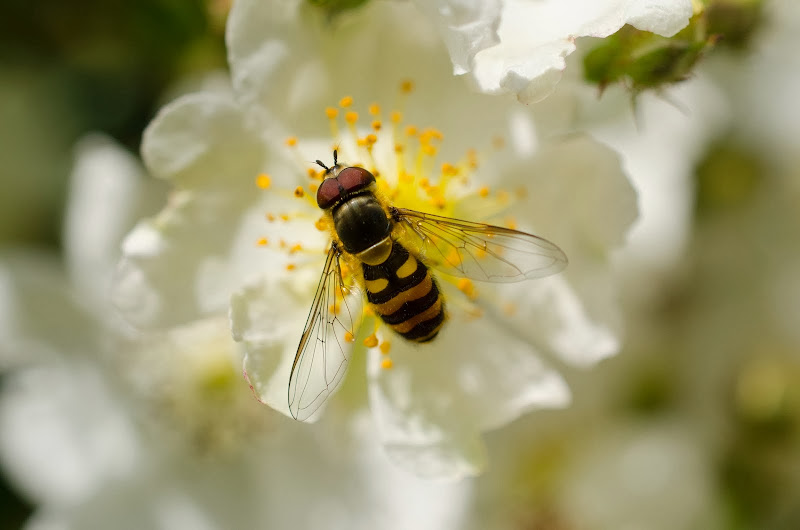 Common Hoverfly - Syrphus Ribesii. Photographer Amanda Shpeley