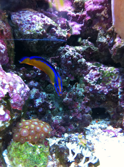 Pseudochromis aldabraensis (Neon Dottyback) 2012_%25203_12_14_41