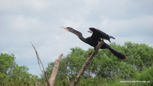 Tourist Attraction «Twister Airboat Rides», reviews and photos, 8199 W King St, Cocoa, FL 32926, USA