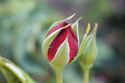 red rosebud