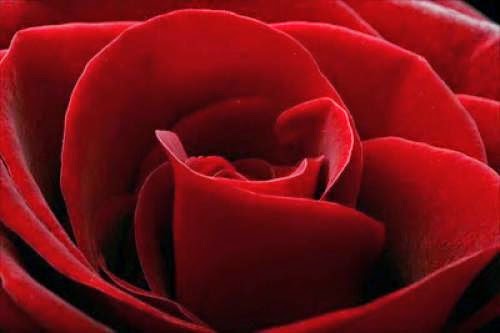 Magick Rose Spell For Love