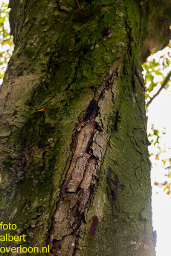 Bomen gekapt Museumlaan in overloon 20-10-2014 (7).jpg