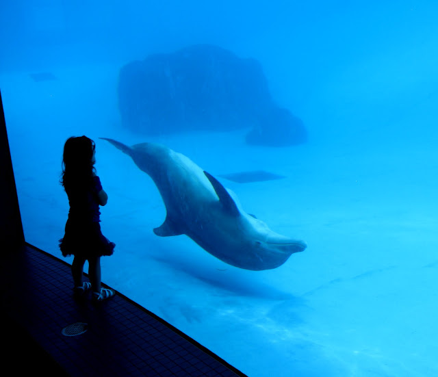 little girl underwater dolphin