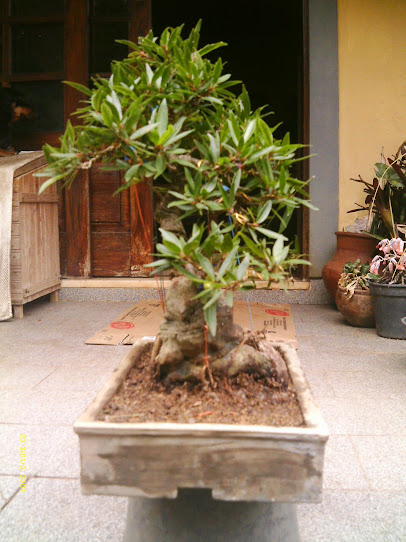 Ficus Nerifolia sobre pedra artificial... IMAG0318