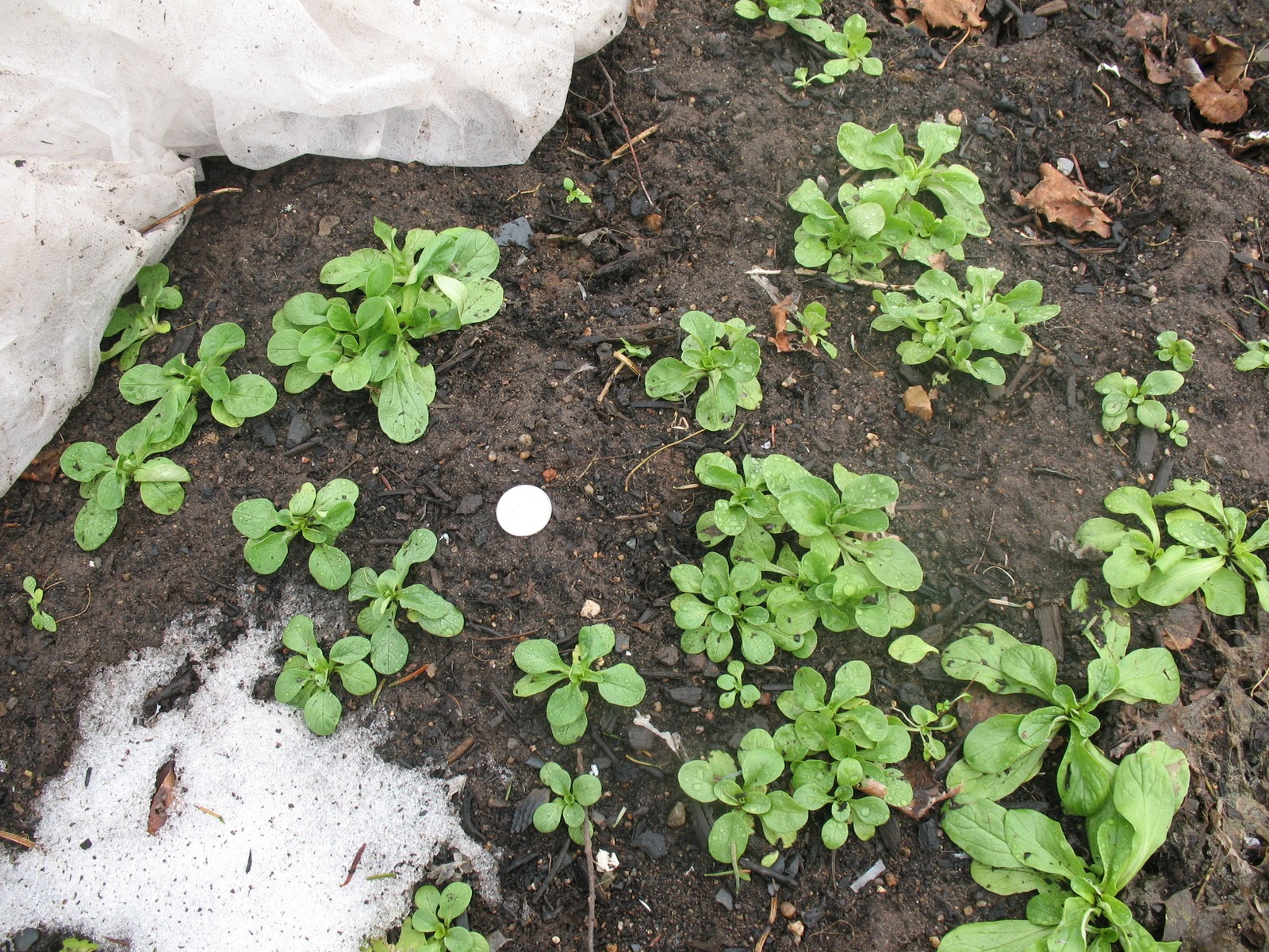 Niki Jabbour The Year Round Veggie Gardener Italian