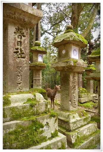 Nara: (más) ciervos sagrados y 10 minutos de fama - Japón es mucho más que Tokyo (17)