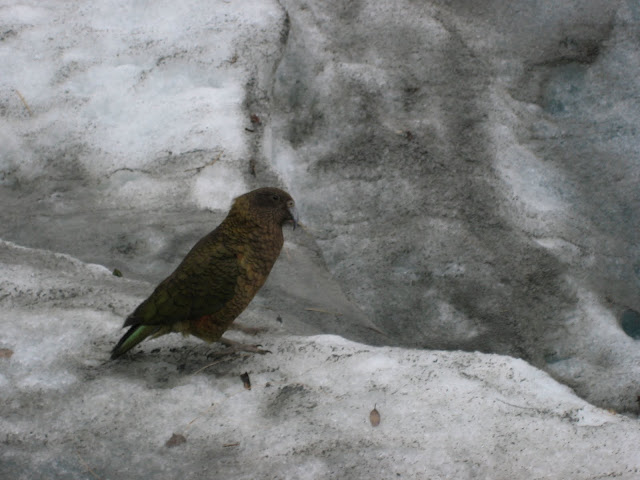 Kea, an alpine parrot, hopping around on Franz Josef glacier.