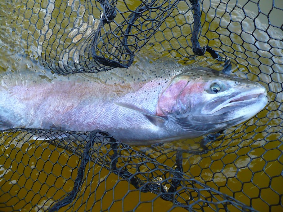 Grand River Steelhead Fishing