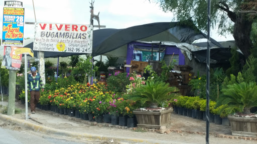 Vivero Bugambilias, Av. Praxedis Balboa 805, Las Lomas, 88670 Reynosa, Tamps., México, Vivero mayorista | TAMPS