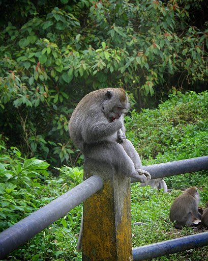 photo of Puncak Wanagiri