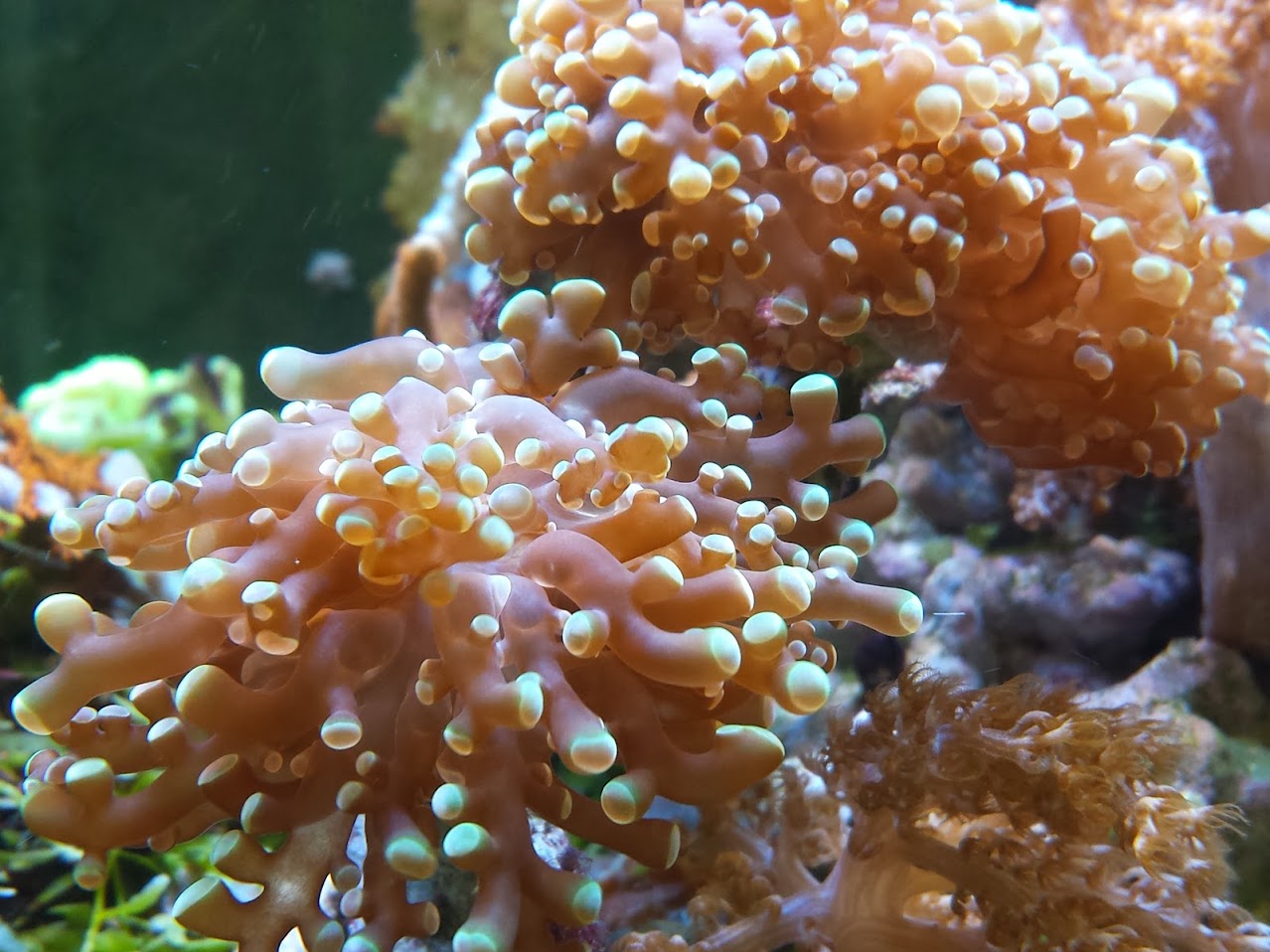 Nos coraux Durs 20140201_144507