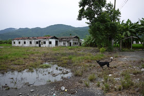 dog walking on grass near some apparently abandoned building in Yuli, Taiwan