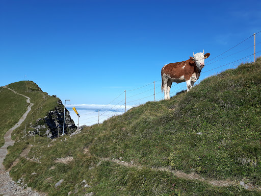 Niesen Kulm