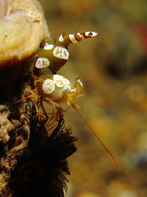 110507%252520Anilao59.JPG